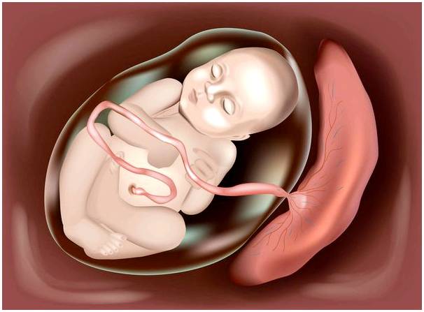 Что такое релаксин и как он влияет на беременность?