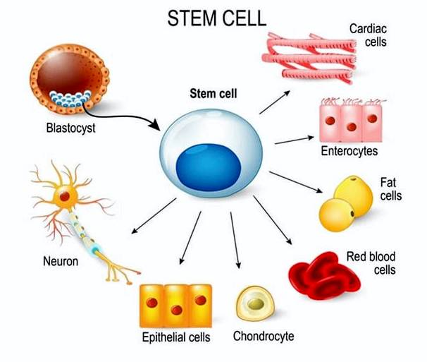 Как объяснить детям стволовые клетки?