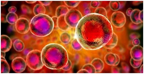 Стволовые клетки и сохранение пуповины