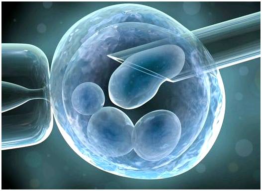 Они обнаруживают клетки, которые помогают регенерировать ткань яичников.