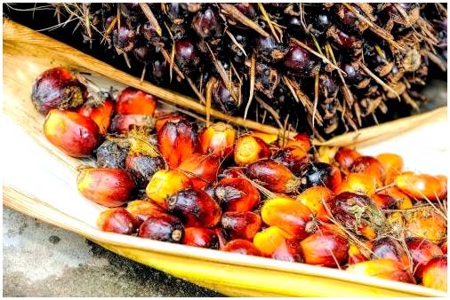 Опасности пальмового масла для детей