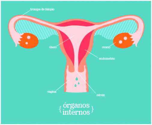 Женская репродуктивная система: что это такое и как работает
