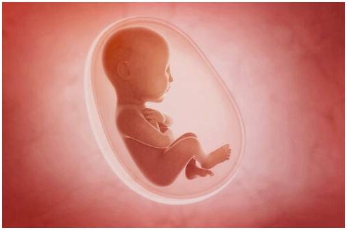 Плацента: орган, который удовлетворяет вашего ребенка