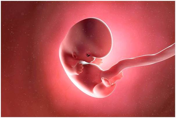 8 неделя беременности: симптомы, развитие ребенка и рекомендации