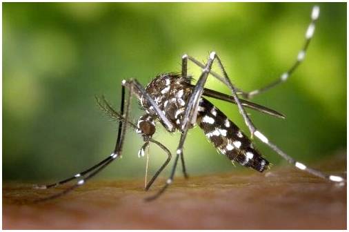 Защитите своего ребенка от комаров