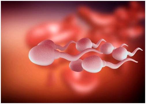Здоровая пища и привычки, улучшающие качество спермы