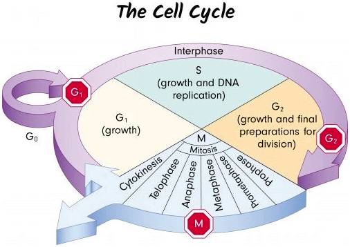 Генетика для детей: что такое клеточный цикл?