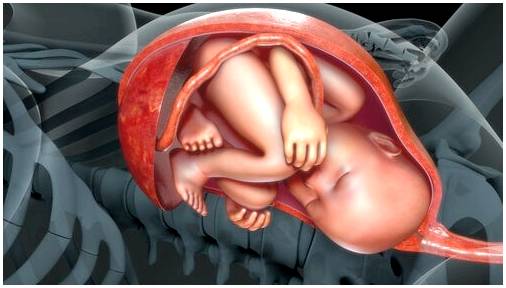 Плацента: орган, который удовлетворяет вашего ребенка